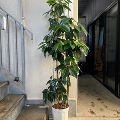 シナモン　観葉植物