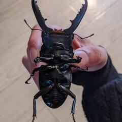 パラワンオオヒラタクワガタ♂　約90mmの画像
