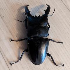 パラワンオオヒラタクワガタ♂　約90mmの画像