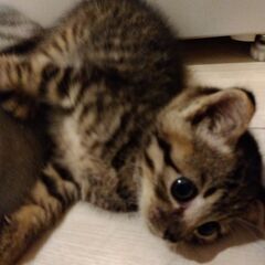 生後5-6週キジトラ子猫里親さん募集いたします