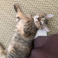 里親募集中！人懐こいキジトラ親子