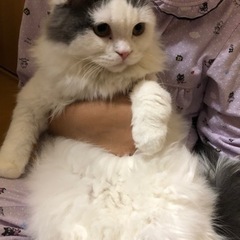 ブリード卒業にゃんずになります。（代理投稿です）