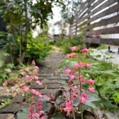 ご自宅で実践！庭造りワークショップ開講！
