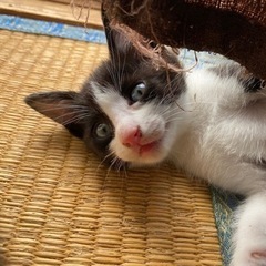 里親探してます - 猫