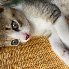 里親探してます - 大田市