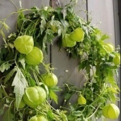 フウセンカズラの種の画像