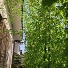 フウセンカズラの種の画像