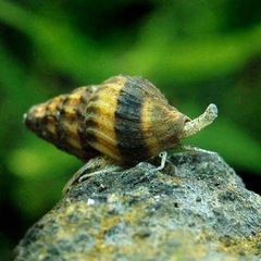 【人気】キラースネール　スネール（タニシ）駆除、水槽の残餌処理に...
