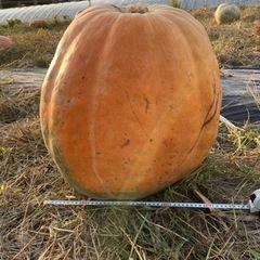 ハロウィンカボチャ本物特大