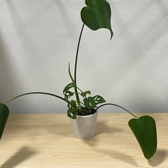 モンステラ系2種セットの画像