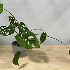 モンステラ系2種セットの画像