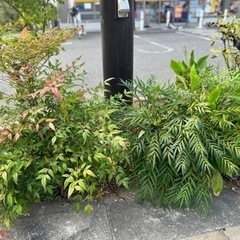 庭木 苗木 樹木 花の苗 無料！の画像