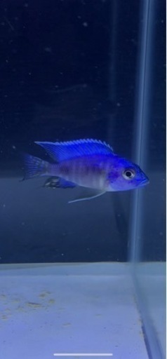 Aulonocara turkis super select ドイツ産F1  6-7㎝　アフリカンシクリッド  熱帯魚　水槽