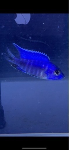Aulonocara turkis super select ドイツ産F1  6-7㎝　アフリカンシクリッド  熱帯魚　水槽