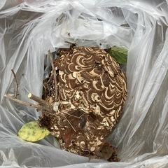 害虫駆除、蜂の巣撤去、ゴキブリ駆除、毛虫駆除やります！ハチ駆除 蜂駆除 ハチの巣駆除 蜂の巣駆除 - 東松山市