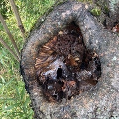 害虫駆除、蜂の巣撤去、ゴキブリ駆除、毛虫駆除やります！ハチ駆除 蜂駆除 ハチの巣駆除 蜂の巣駆除 − 埼玉県