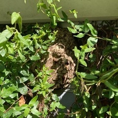 害虫駆除、蜂の巣撤去、ゴキブリ駆除、毛虫駆除やります！ハチ駆除 蜂駆除 ハチの巣駆除 蜂の巣駆除 - 害虫/害獣駆除