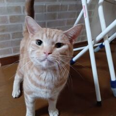アメリカンショートヘア - 猫