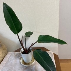 フィロデンドロン