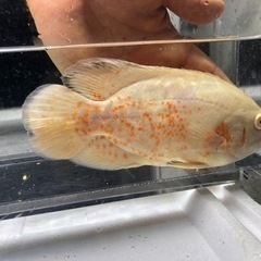 アルビノオスカー　約18センチの画像