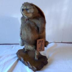 タヌキの剥製の画像