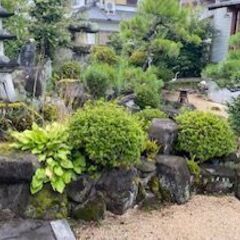 空き地の草刈り・お庭と家周りの草むしり・剪定 - 手伝って/助けて