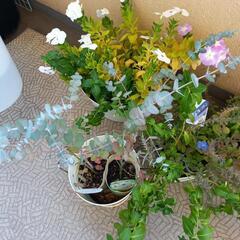 お話し中　ユーカリ　花　の画像