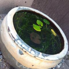 萬古焼　鉢　睡蓮　めだか等