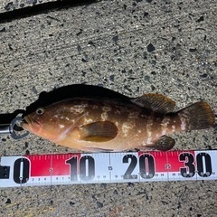 釣り仲間募集！