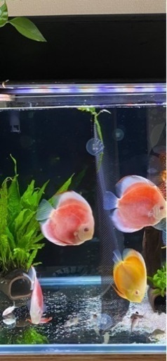レッド　アルビノ　ディスカス　11センチサイズ