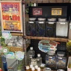【城めだか】🐟🐟本日のラインナップ🐟‪˜˷