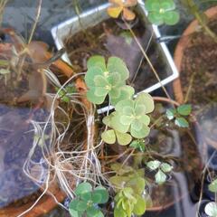 ウォータークローバー🍀　メダカ　水草