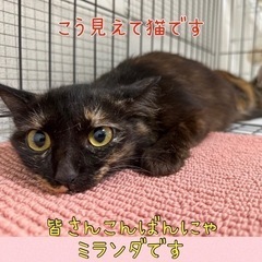 珍しいブラウン系サビ長毛美猫【譲渡会参加】