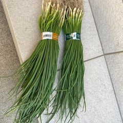 取引中)玉ねぎの苗 