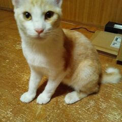 白×茶　尻尾短　（飼い主不在　確認済）