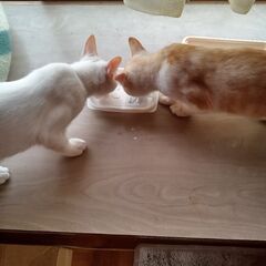 白ちゃん　薄茶が入ってます　（飼い主不在　確認済） - 大田市