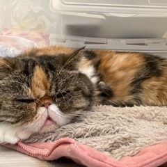 大至急今月中に引き取っていただける方