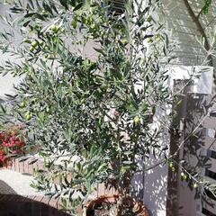 無農薬で育てているオリーブの実を貰って下さいの画像