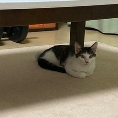 メスの白キジ子猫ちゃん