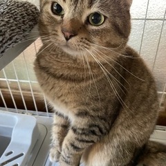 おーっとりマイペース　スコティッシュたける君！
