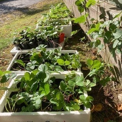 いちご苗　お取引中！