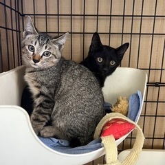 至急 子猫ちゃんの里親募集 約3ヶ月くらい
