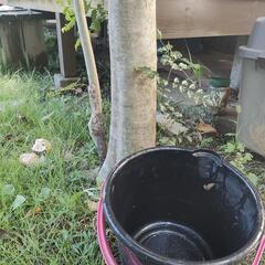 北欧テイストのお家にピッタリなシマトネリコの木あげます。の画像