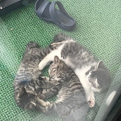 至急里親になっていただける方3匹います