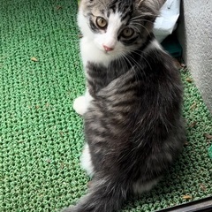 至急里親になっていただける方3匹います - 土浦市