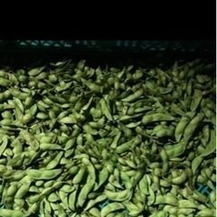 10月19日　17時お取り引き限定　丹波黒枝豆B品　1kg