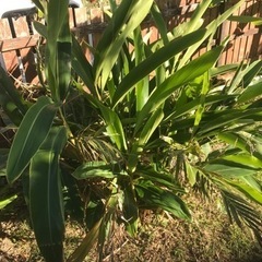 月桃の種