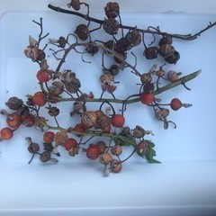 月桃の種の画像