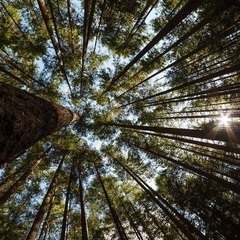 音楽フェスを一緒に企画してくださる方を募集します🌳 - 岡山市
