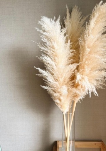 極上　サイズ大　ふわふわパンパス